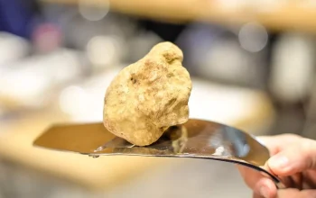 podere-la-piazza-scopri-fiera-del-tartufo-bianco-alba