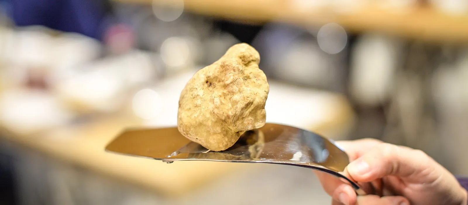 podere-la-piazza-scopri-fiera-del-tartufo-bianco-alba